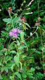 Centaurea salicifolia