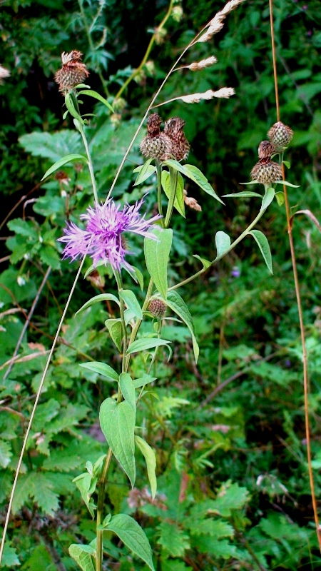 Image of Centaurea salicifolia specimen.