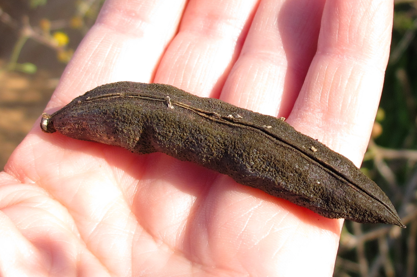 Image of Vachellia farnesiana specimen.