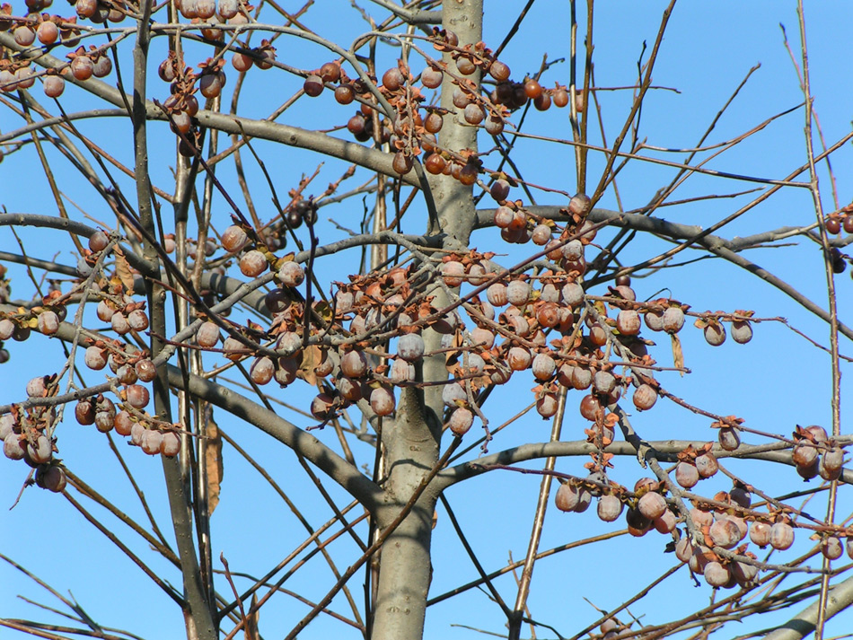 Image of Diospyros lotus specimen.