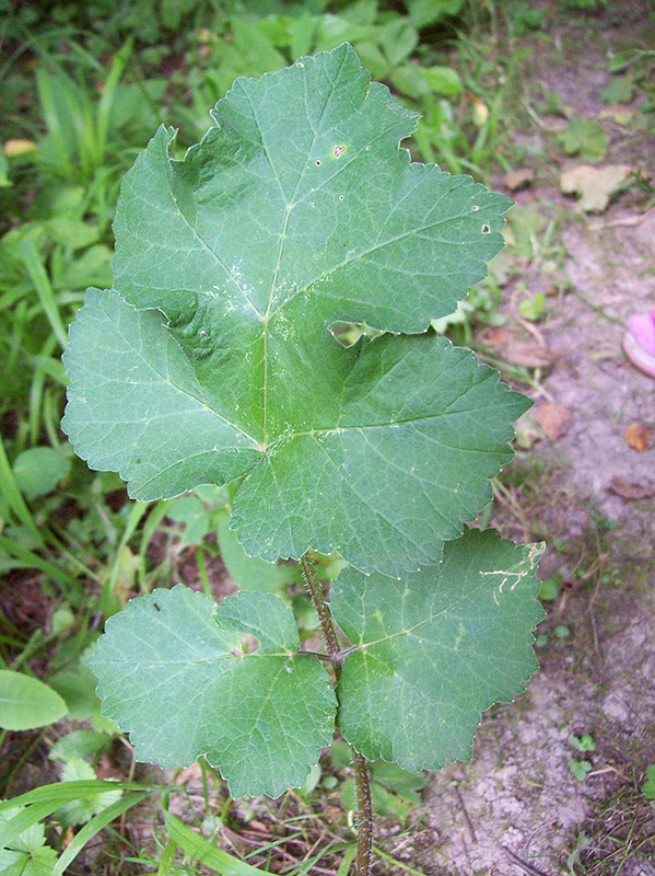 Изображение особи Heracleum sibiricum.
