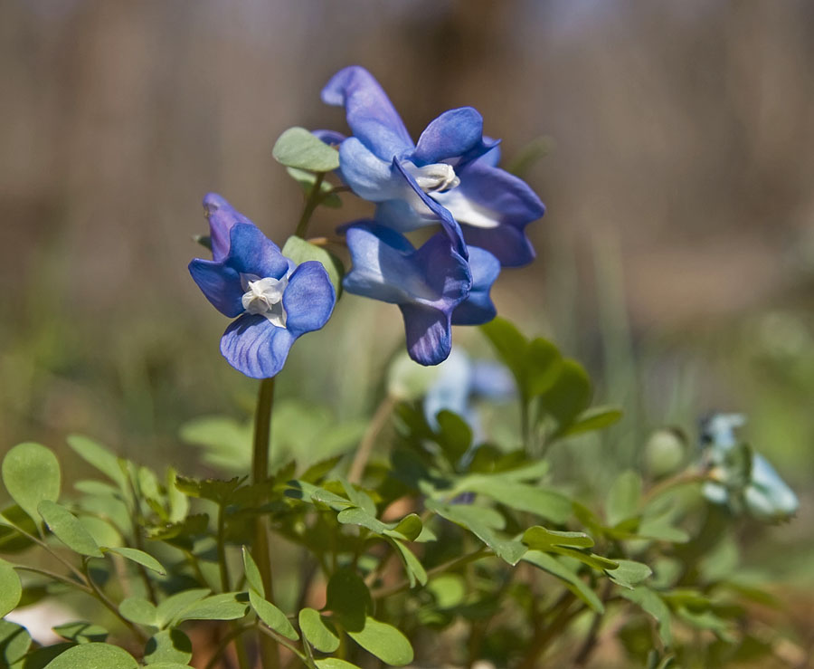 Image of Corydalis ussuriensis specimen.