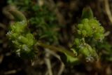 Valerianella costata