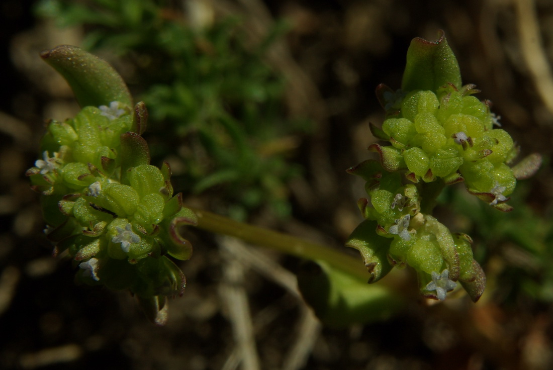 Изображение особи Valerianella costata.