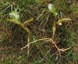 Potamogeton polygonifolius