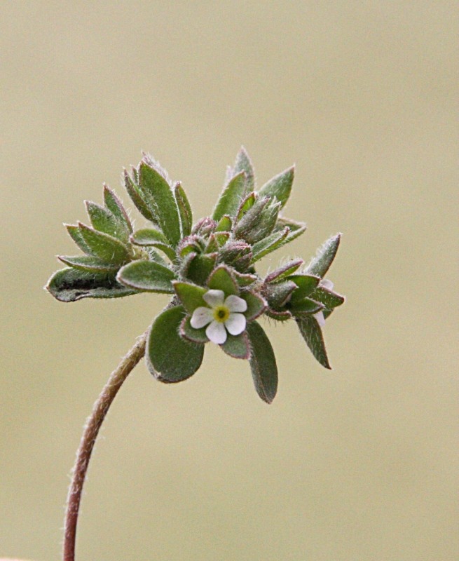 Image of Androsace maxima specimen.