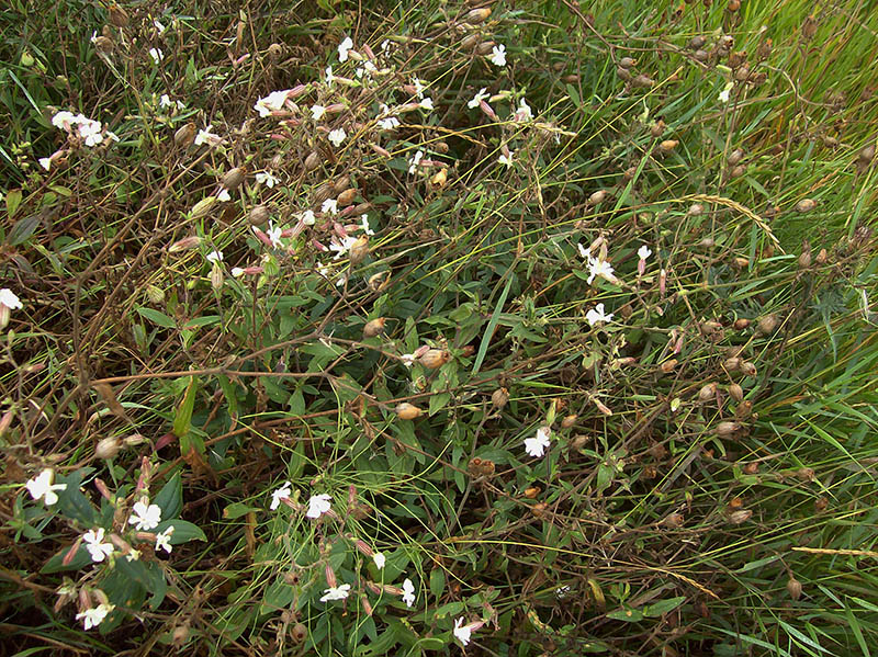 Image of Melandrium album specimen.