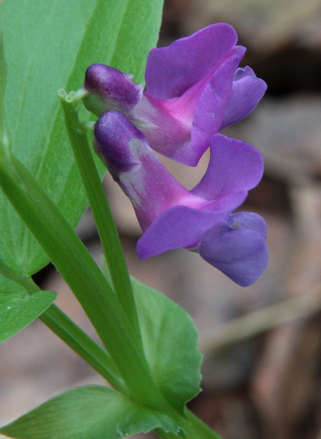 Изображение особи Lathyrus frolovii.