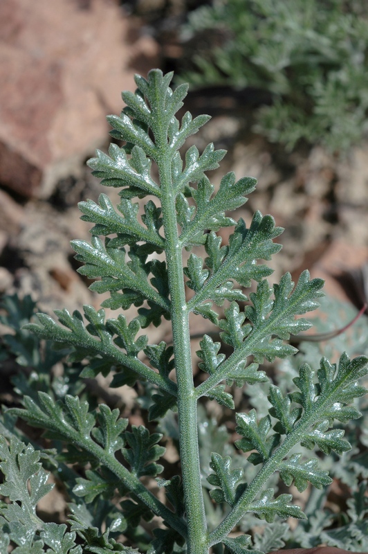 Image of Ferula syreitschikowii specimen.