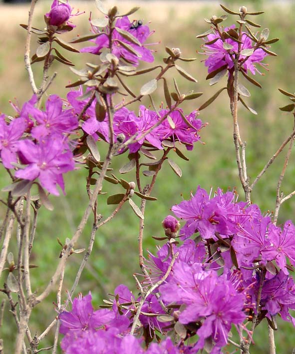 Image of Rhododendron parvifolium specimen.