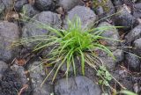 Carex ornithopoda. Плодоносящее растение. Карелия, Ладожское озеро, остров Валаам. 19.06.2012.