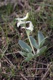 genus Corydalis. Цветущее растение. Южный Казахстан, гора 797.3 в 0.5 км западнее шоссе Корниловка-Пестели. 31.03.2012.