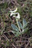 род Corydalis