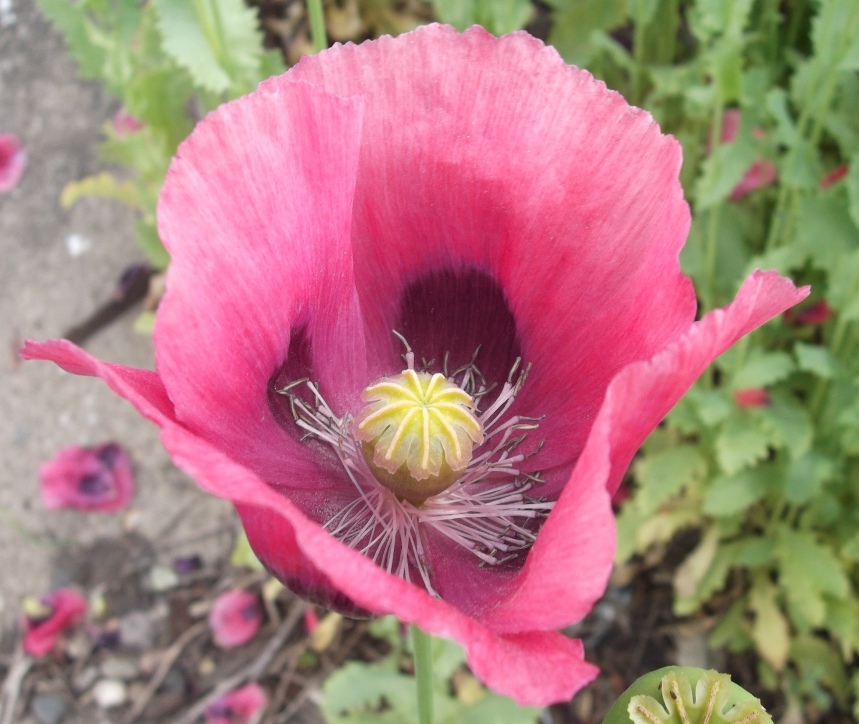 Image of Papaver somniferum specimen.