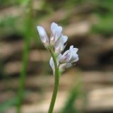 Vicia hirsuta