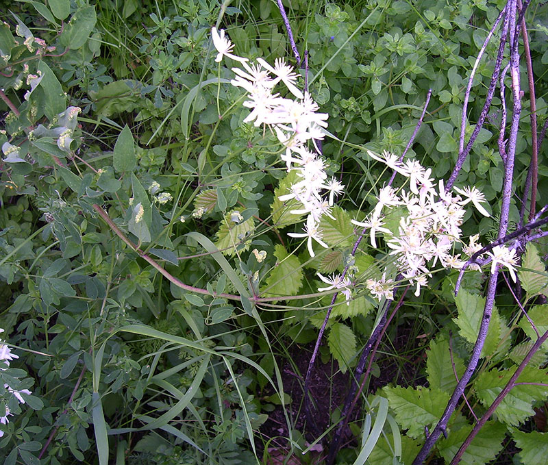 Изображение особи Clematis recta.