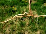 Hierochloe glabra