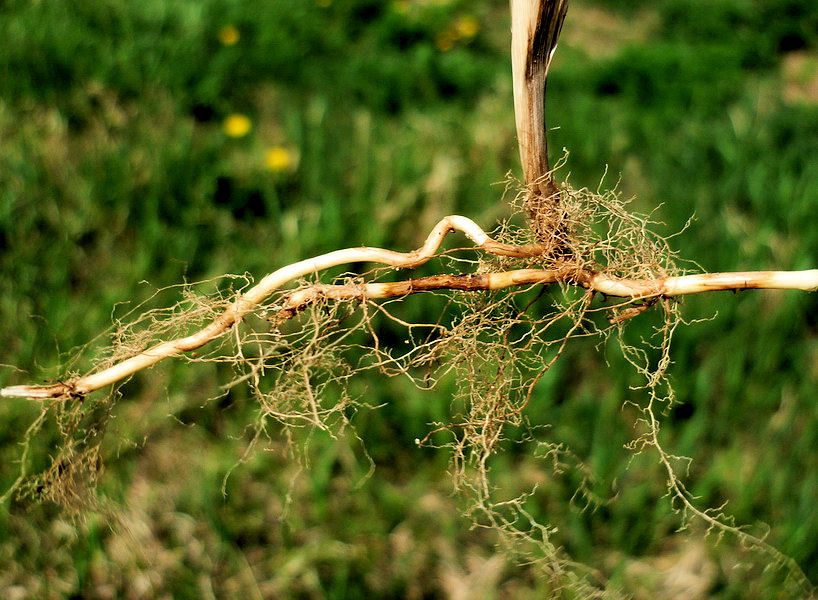 Image of Hierochloe glabra specimen.