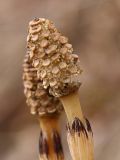Equisetum arvense. Спороносный колосок. Видны шестиугольные споролистики, под которыми крепятся спорангии. Окр. Мурманска, начало июня.