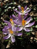 Crocus tommasinianus