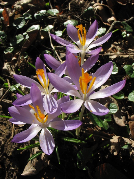 Изображение особи Crocus tommasinianus.