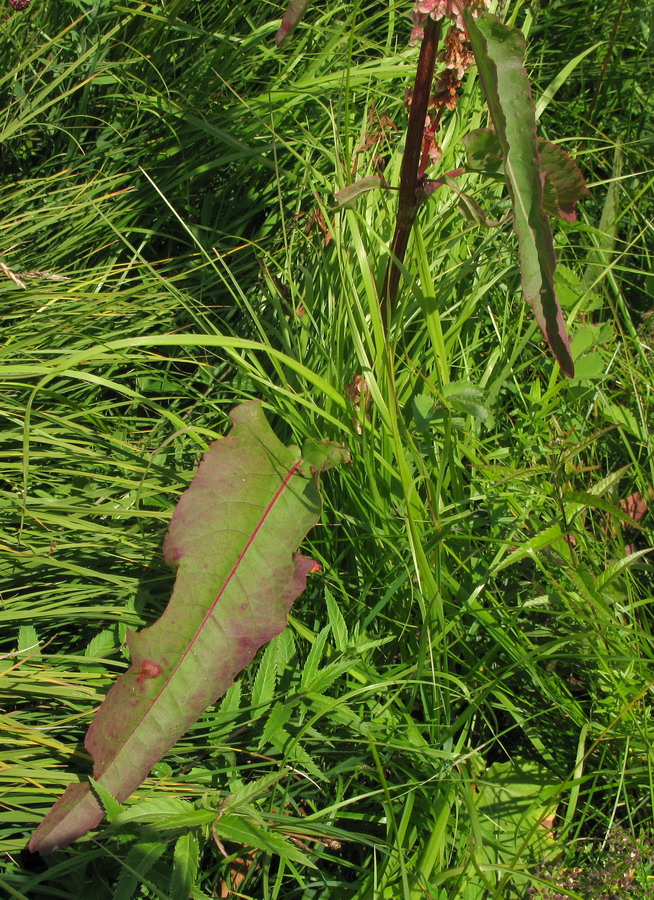 Image of Rumex aquaticus specimen.