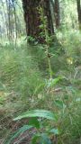 Epipactis helleborine