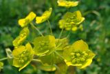 Bupleurum подвид aureum