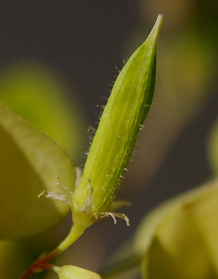 Image of Oxalis stricta specimen.