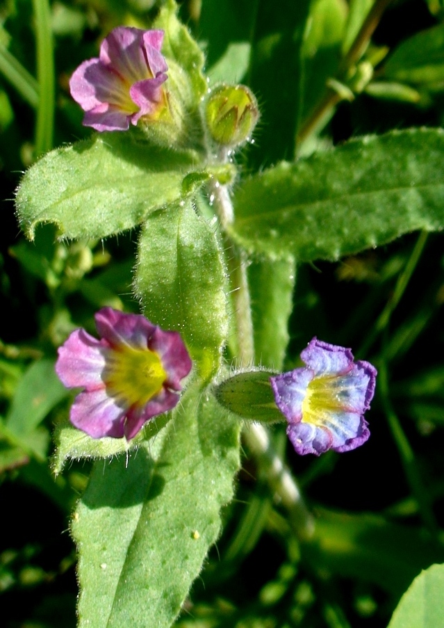 Image of Nonea versicolor specimen.