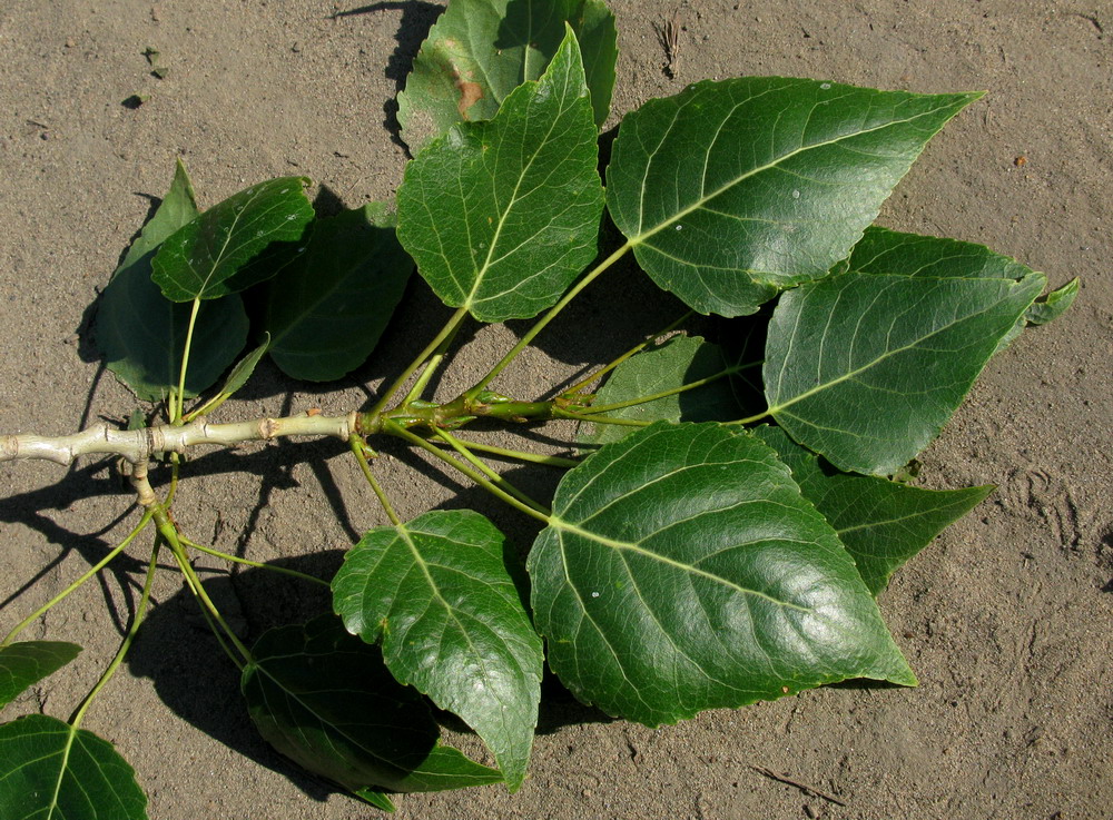 Image of genus Populus specimen.