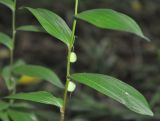 Polygonatum humile