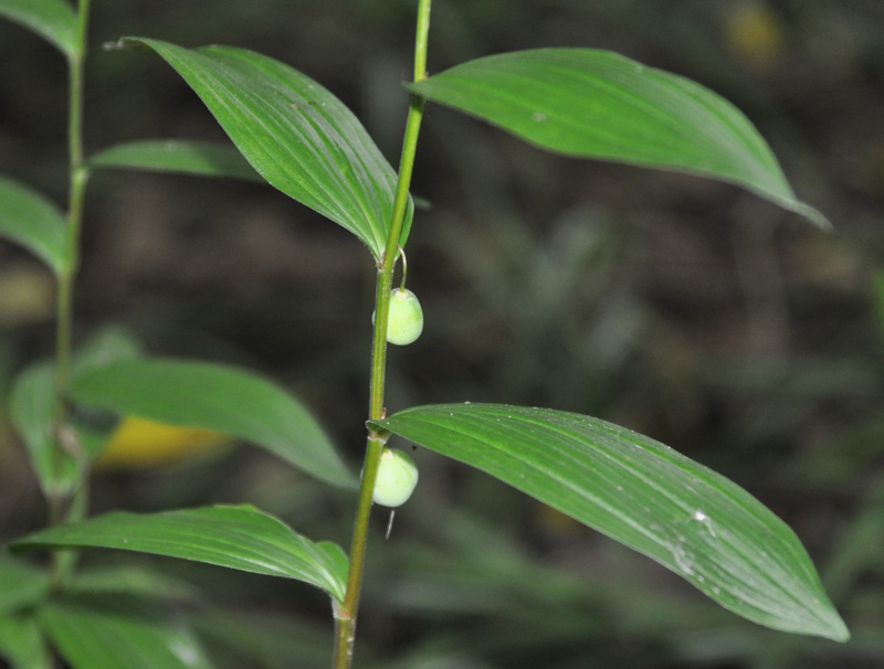 Изображение особи Polygonatum humile.