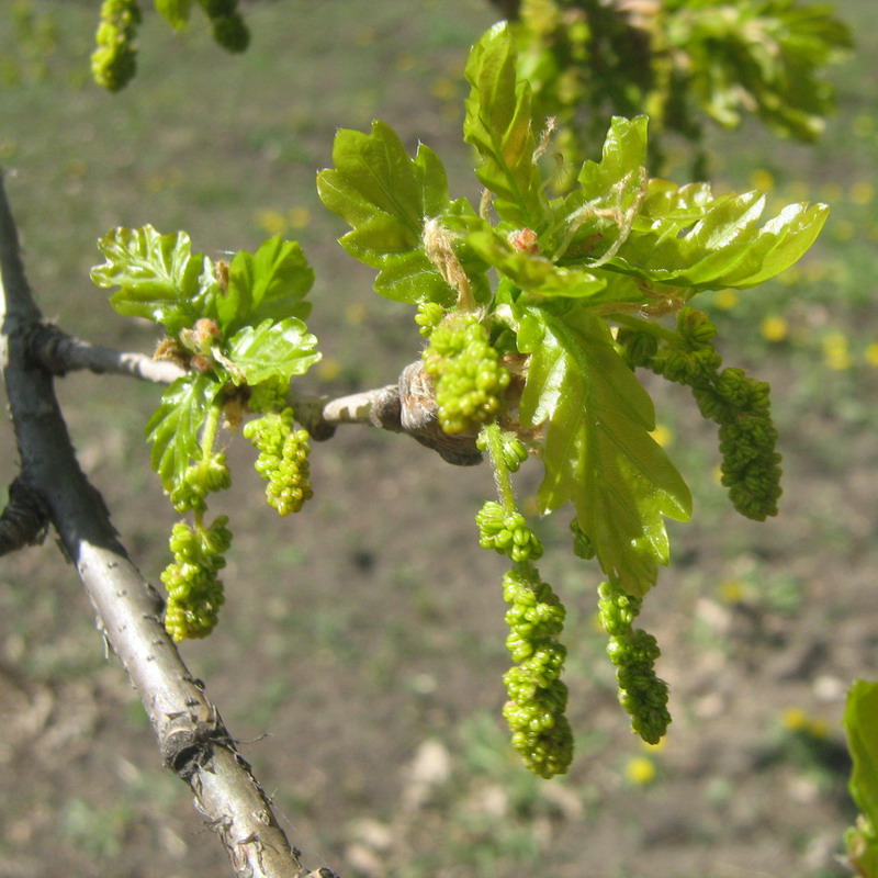 Изображение особи Quercus robur.