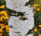 Betula pubescens. Средняя часть ствола молодого дерева. Нидерланды, г. Venlo, \"Floriada 2012\". 11.09.2012.