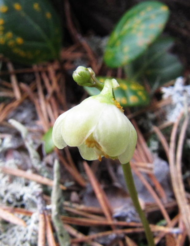 Image of Pyrola chlorantha specimen.