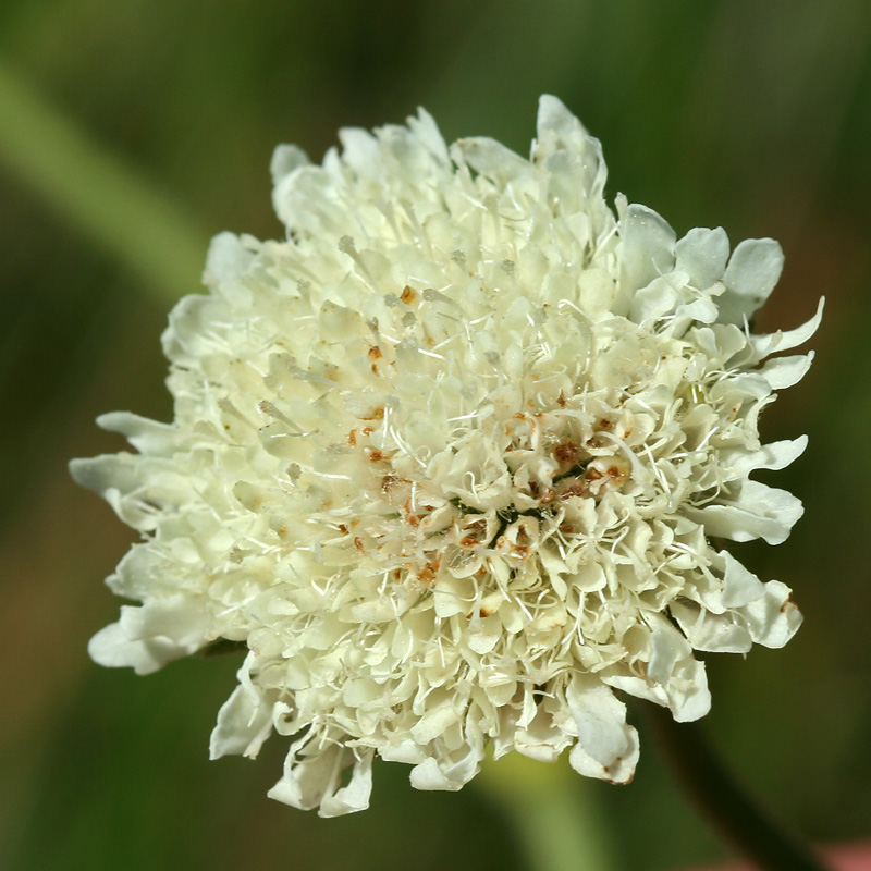 Изображение особи Knautia montana.