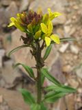 Sisymbrium brassiciforme. Верхушка побега с соцветием (начало цветения). Казахстан, Карагандинская обл., горы Узынтау. 04.05.2012.