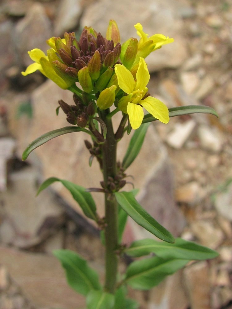 Изображение особи Sisymbrium brassiciforme.