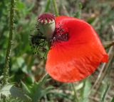 Papaver rhoeas. Отцветающий цветок с завязью. Крым, Джанкойский р-н, степные склоны пересыхающего озера западнее пос. Мелководное. 22.05.2012.