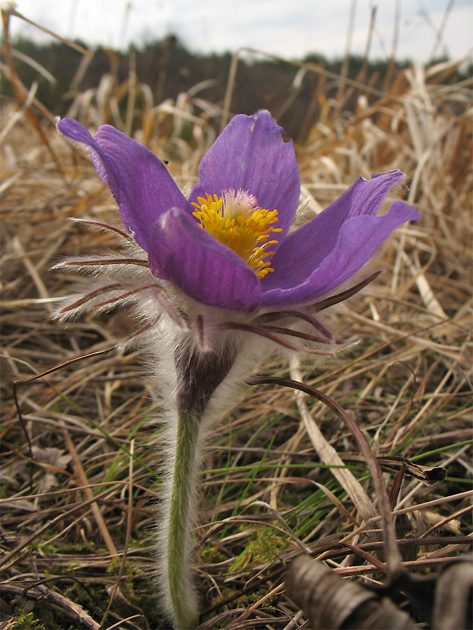 Изображение особи Pulsatilla patens.