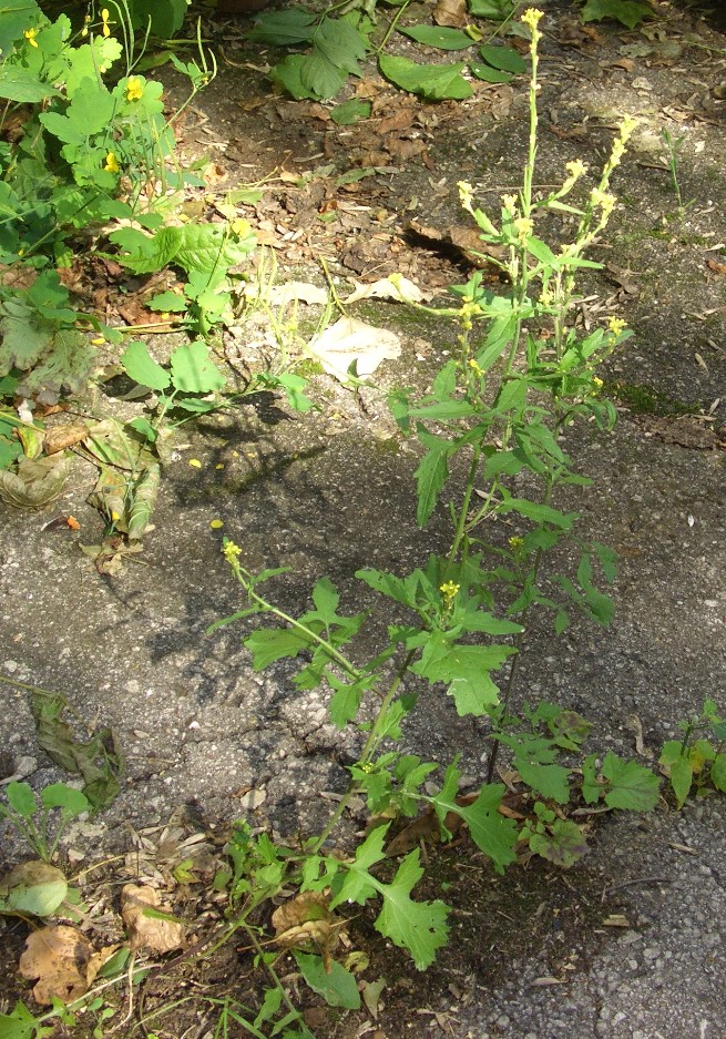 Image of Sisymbrium officinale specimen.