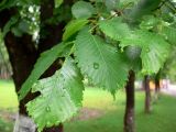 Ulmus laevis. Листья, повреждённые фитофагами. Свердловская область, окрестности г. Верхняя Пышма, с. Мостовское, в озеленении. 11.06.2012.