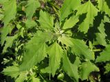 Chenopodium × fursajevii