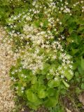 Saxifraga repanda