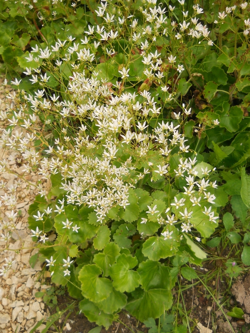 Изображение особи Saxifraga repanda.