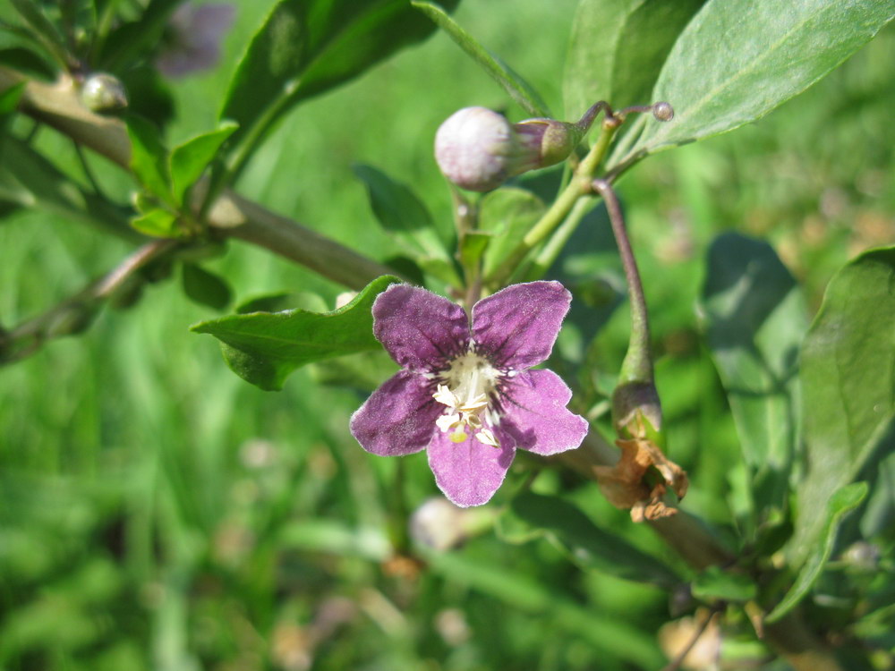 Изображение особи Lycium barbarum.