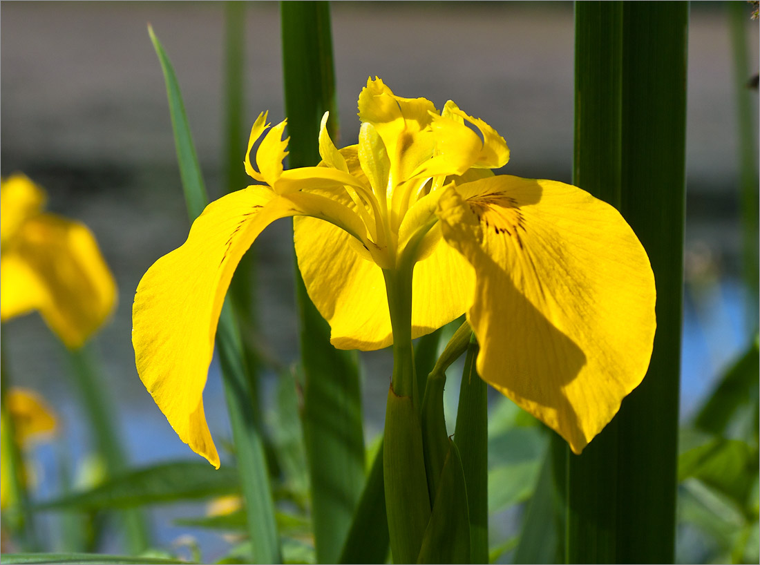 Image of Iris pseudacorus specimen.