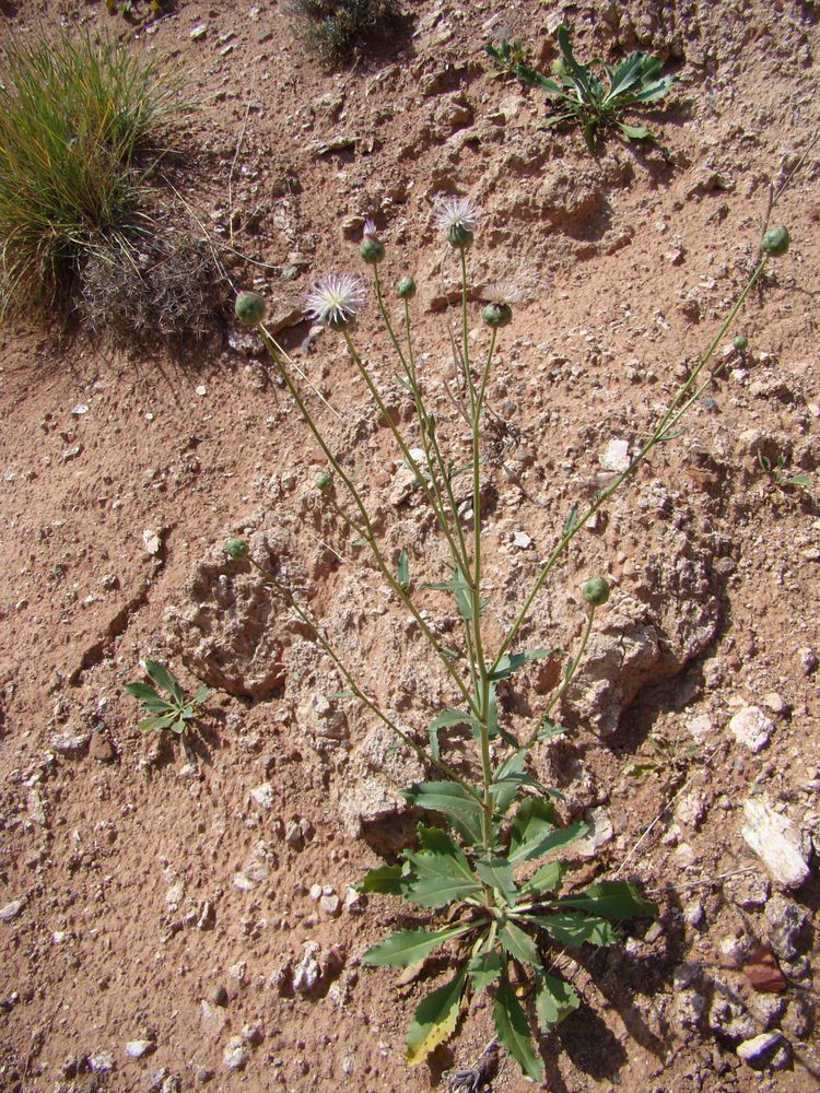 Image of Plagiobasis centauroides specimen.