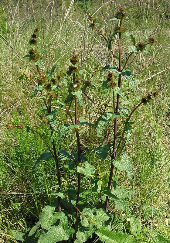 Image of Phlomoides tuberosa specimen.